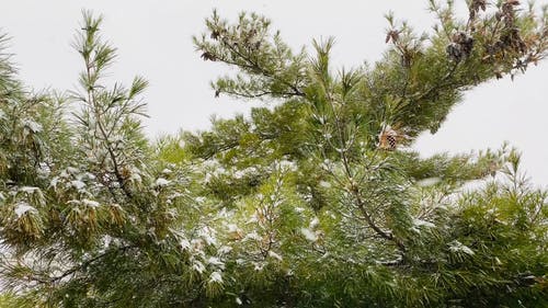 松树覆盖着雪 · 免费素材视频