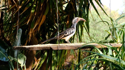 一只野鸟在一块装满食物的垂悬的木板上吃 · 免费素材视频