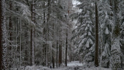 有关@户外, 下雪的, 下雪的天气的免费素材视频