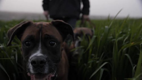 有关2, 农田, 动物爱好者的免费素材视频