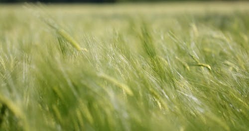 有关增长, 多风, 大麦的免费素材视频