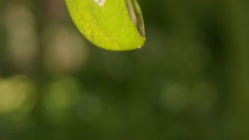 有关天性, 宏观, 专注的免费素材视频