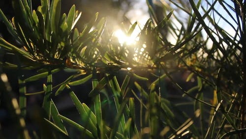 阳光穿过植物叶片的缝隙 · 免费素材视频