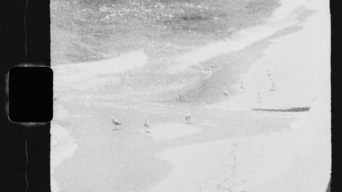 海鸥在海滩岸边休息的旧录像 · 免费素材视频