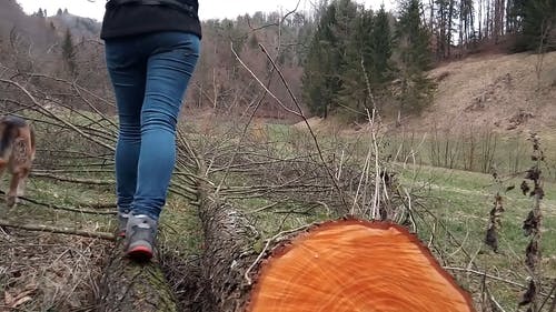 一个女人走过躺在森林的地面上的砍下的树 · 免费素材视频