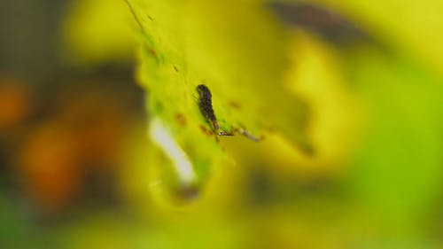 蠕虫爬行在一片叶子 · 免费素材视频