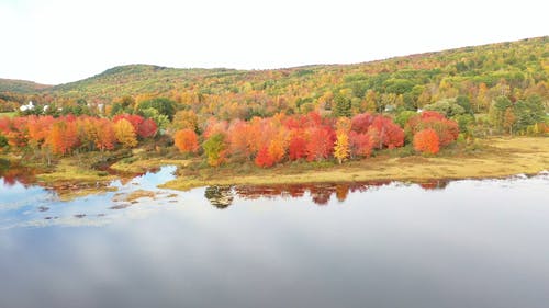 树木在秋天的五颜六色的树叶 · 免费素材视频