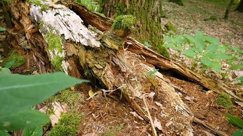 在森林地面上腐烂的连根拔起的树 · 免费素材视频