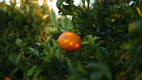 准备收获的橙色水果 · 免费素材视频