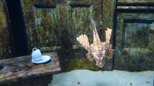 有关持械抢劫, 水, 水族馆的免费素材视频