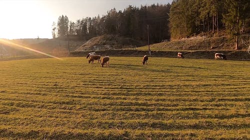 有关一群动物, 下田, 公牛的免费素材视频