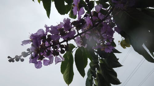 有关工厂, 植物群, 树叶的免费素材视频