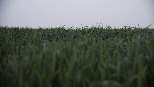 有关天性, 专注, 模糊的免费素材视频