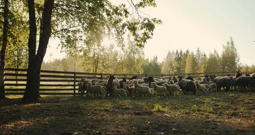 有关一群动物, 下田, 农家庭院的免费素材视频