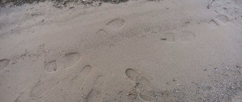 有关岸边, 户外, 步行的免费素材视频