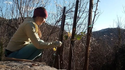 一个女人在修理一些植物的立场 · 免费素材视频