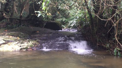 有关天性, 户外, 森林的免费素材视频