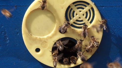 有关养蜂场, 昆虫, 洞的免费素材视频