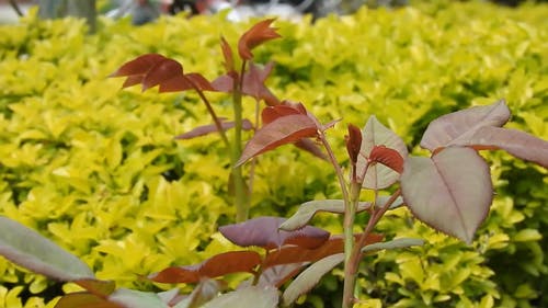 有关宏观, 工厂, 树叶的免费素材视频