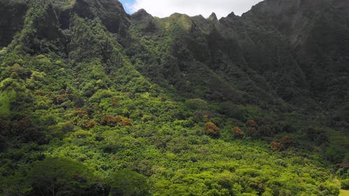 有关天性, 常绿, 户外的免费素材视频