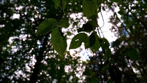 树叶为阳光下的森林地面提供阴影 · 免费素材视频