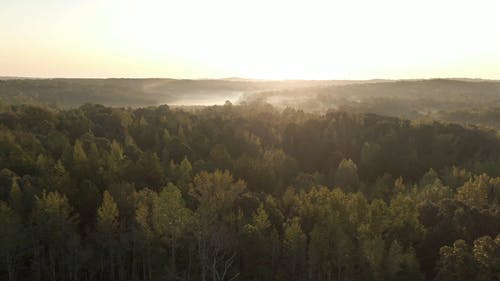 茂密的森林的无人机画面 · 免费素材视频