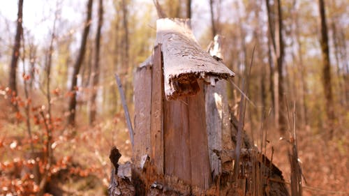 有关天性, 户外, 景深的免费素材视频