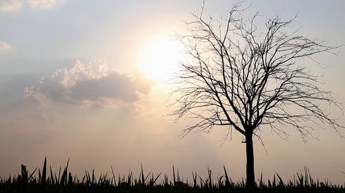 一棵树在日落时的剪影 · 免费素材视频