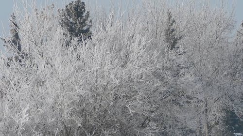 有关下雪的, 下雪的天气, 冬季的免费素材视频