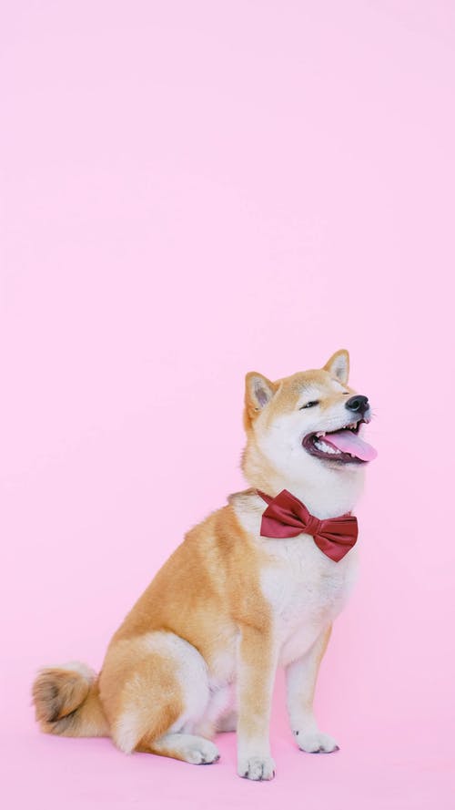 领结的可爱狗 · 免费素材视频