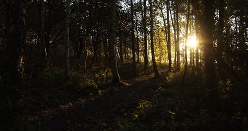阳光穿过森林窥视 · 免费素材视频