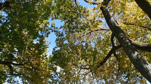 树叶提供阳光的阴影 · 免费素材视频