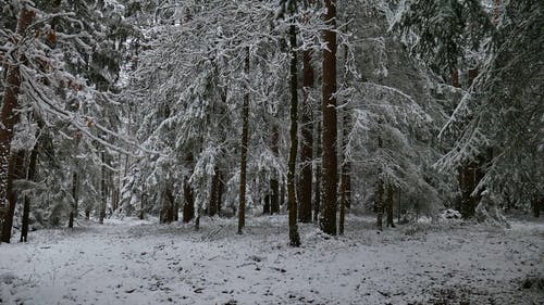 有关冬季, 冷冻, 大雪覆盖的免费素材视频