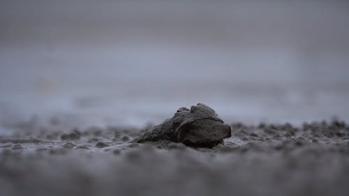 一只泥泞的蜗牛在岸上爬行 · 免费素材视频