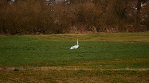 一只鸭子的远射镜头 · 免费素材视频