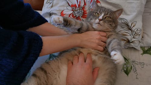 有关可爱, 可爱的, 宠物的免费素材视频