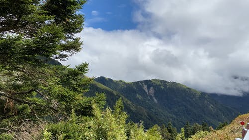 在高山森林中生长的高大的松树 · 免费素材视频