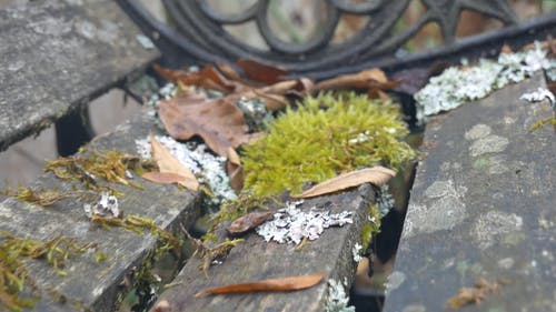 在旧的木凳上生长的苔藓 · 免费素材视频