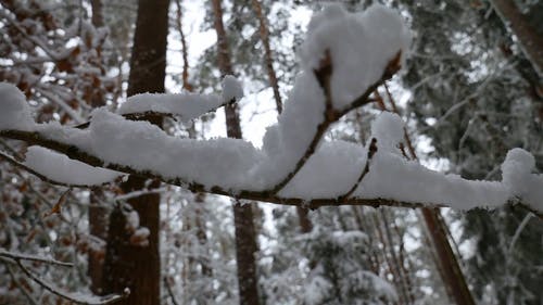 有关冬季, 冻结的, 大雪覆盖的免费素材视频