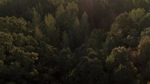 有关丛林, 场景, 天性的免费素材视频