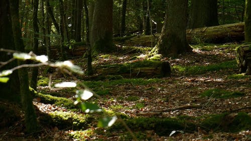 苔藓生长在森林内未收集的原木上 · 免费素材视频