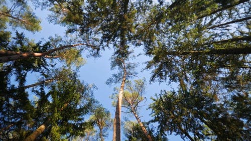 有关天性, 工厂, 森林的免费素材视频