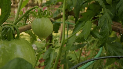 有关プランタ?フルティフェラ, 修剪花草, 增长的免费素材视频