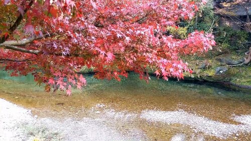 秋季秋季叶片颜色的变化 · 免费素材视频