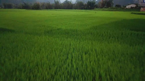 农田水稻种植的航拍 · 免费素材视频