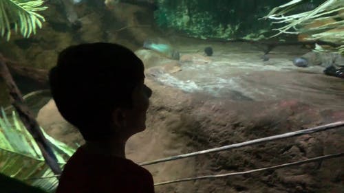 有关小男孩, 快乐, 水族馆的免费素材视频