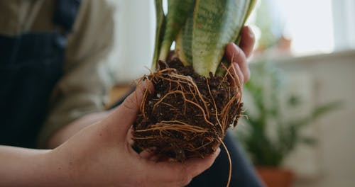 有关修剪花草, 园丁, 土的免费素材视频