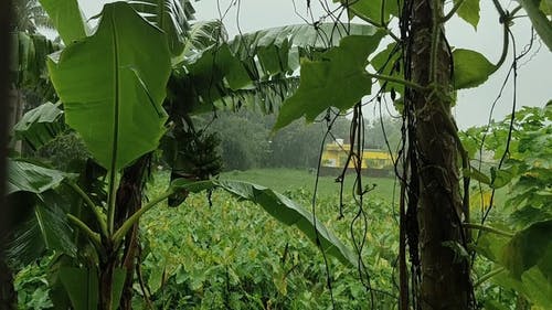 有关lote de fazenda, アーboレス?フルティフェラス, 下雨的免费素材视频