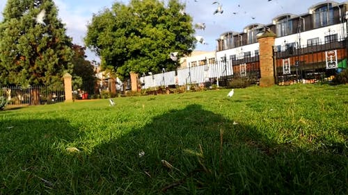 一群鸽子降落在草地上觅食 · 免费素材视频