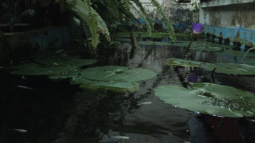 有关植物的, 水生植物, 游泳鱼的免费素材视频